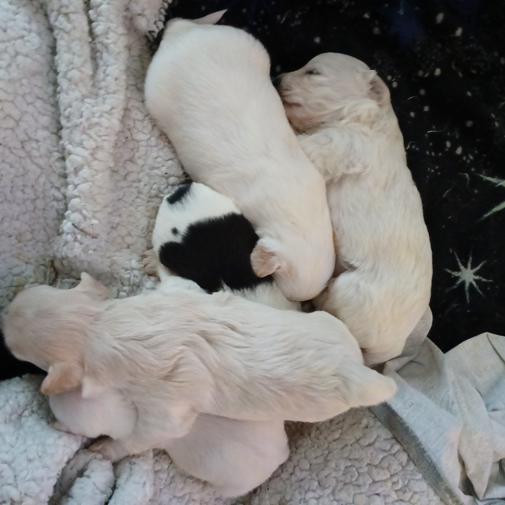 Meet The Rescues We Have - Picture 7 of 16